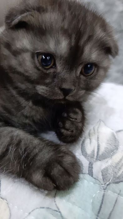 Scottish fold, Otasi British Shorthair Silver,