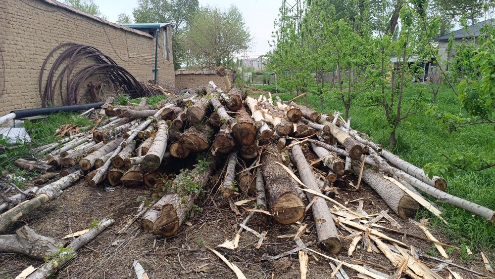 Mirza Terak sotiladi