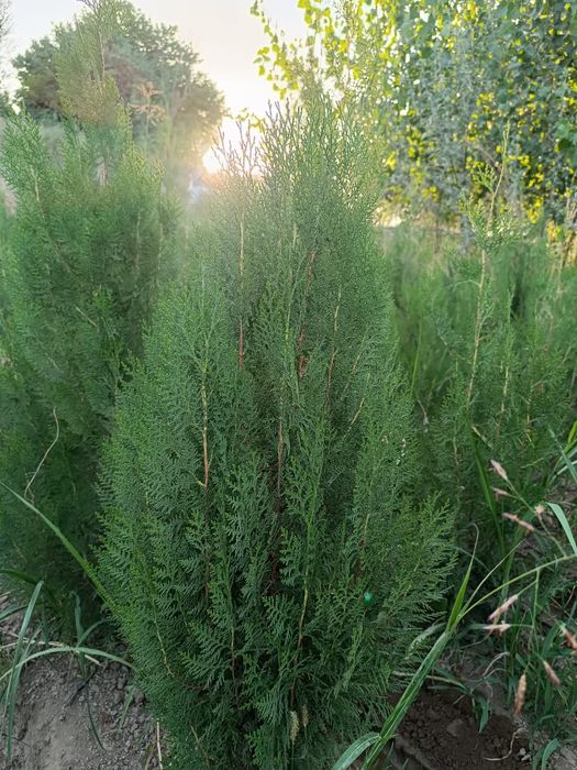 Продаются  ЕЛИ, Тополя