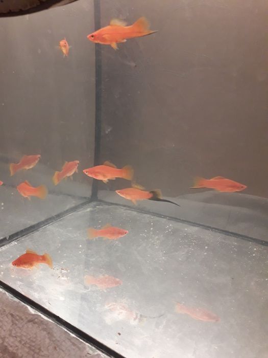 Продам  аквариумных рыбок  меченосцев