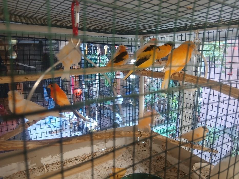 Canari tineret inelați