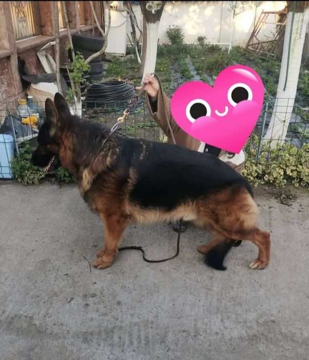 Pui ciobanesc german cu pedigree