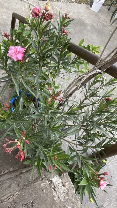 Олеандр роза …..