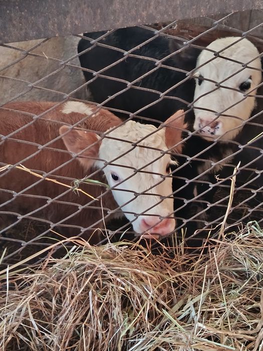 Продам телят. 130 000т