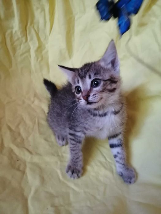 Счастье? или ОБЫЧНЫЙ Котенок?