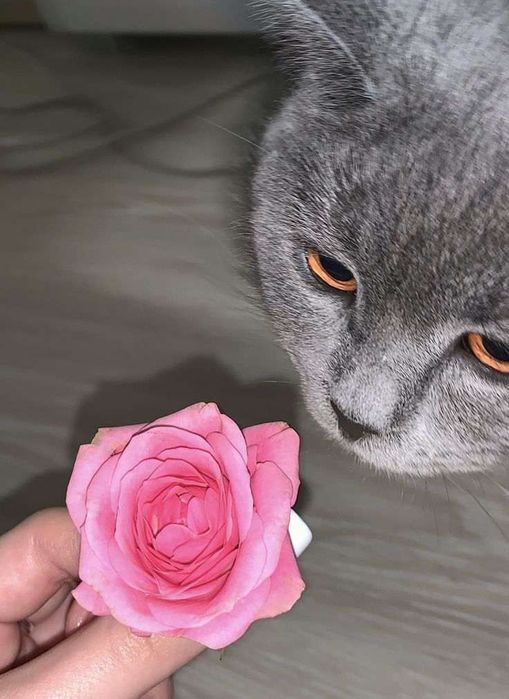 Britanski mushuk la sotiladi