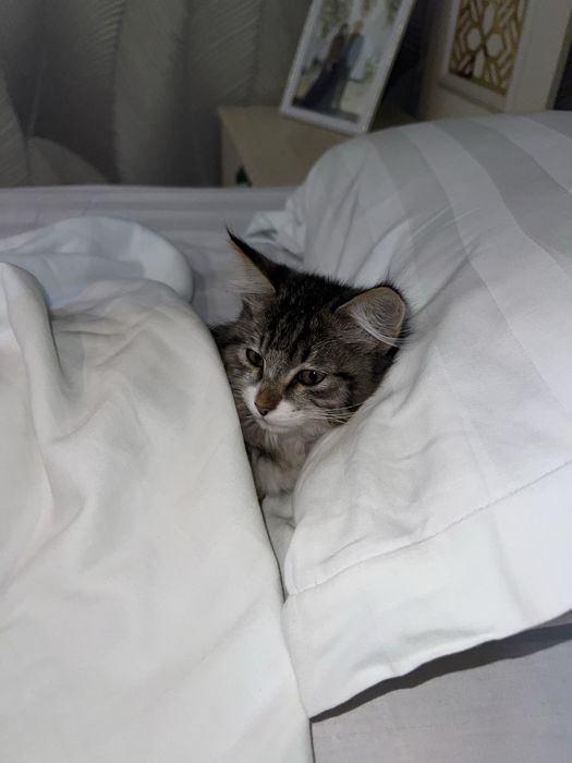 Mushum 5 oylik ismi mark