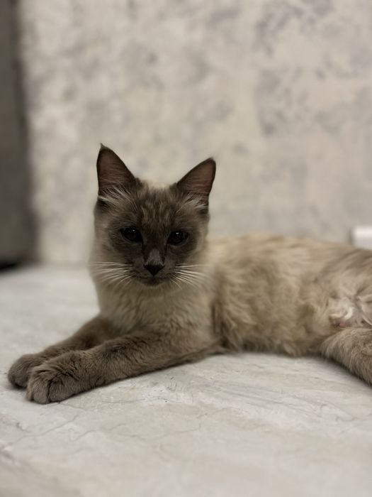 Zotdor siamskiy mushuk