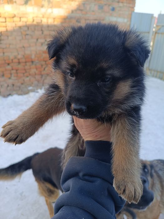 Щенок немецкой овчарки