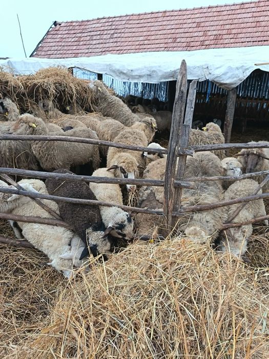 Oi si capre de vanzare