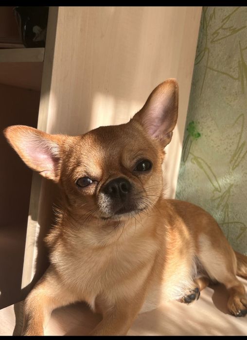 кобель для вязки