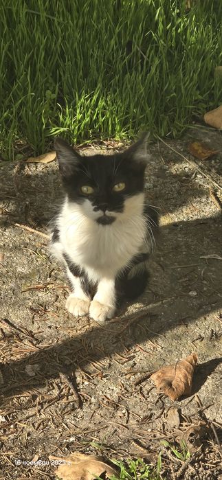 Котенца търсят дом