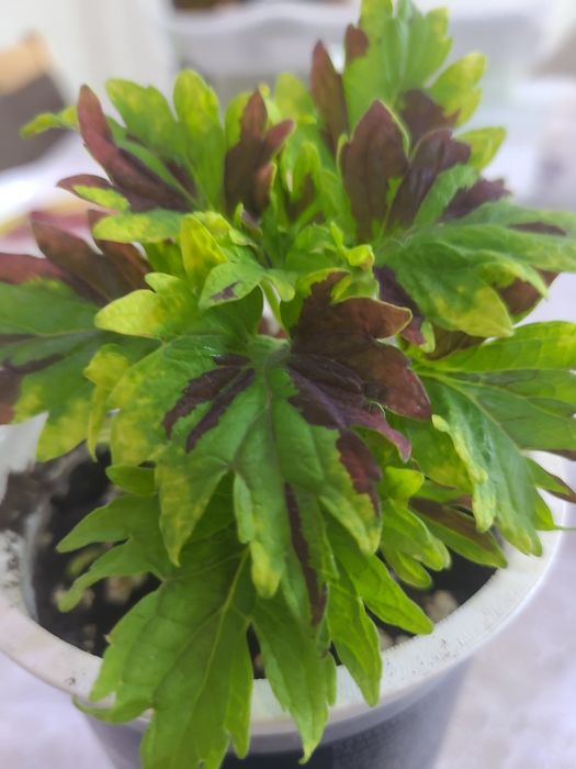 Колеус микс трехцветный