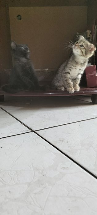 Продаются котята