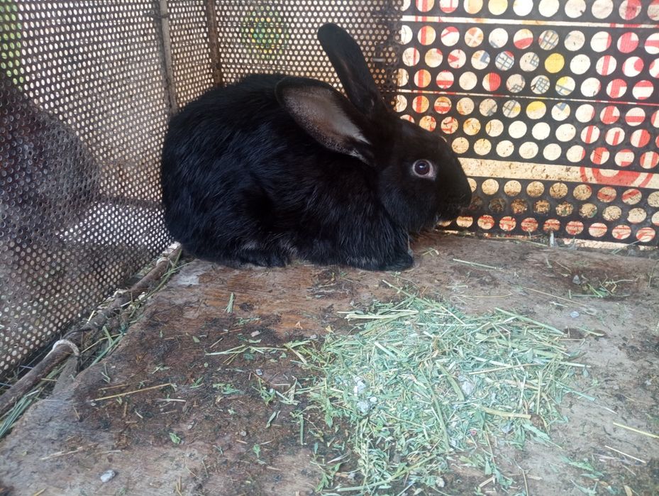 Қойан қойан қойан