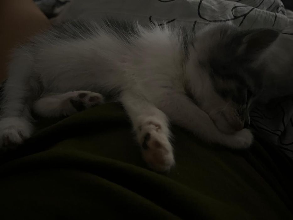 котенок, девочка