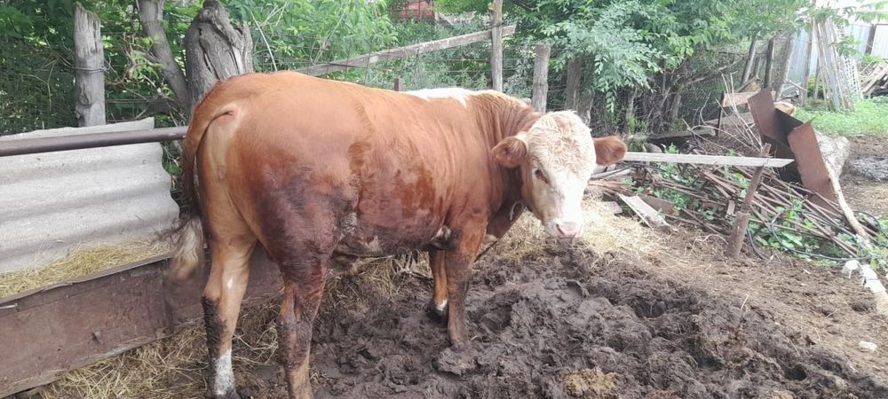 Бука сатылады. Продам бычок