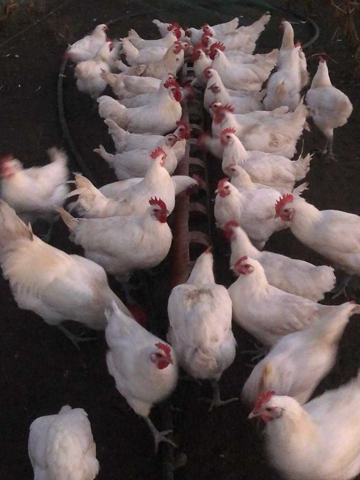 Ouă  incubat  Araucana Marans Wyandotte auriu La Bresse Plymonth R B