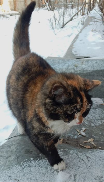 Кошки, коты, коты, котята