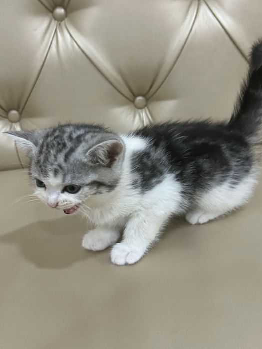 Мысық сатылады шотландские