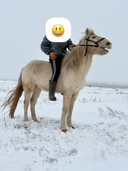 Продам двух лощадей 2 ( Мерин) обученные