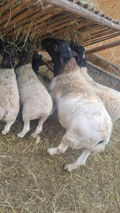 Vând berbec  dorper tânăr