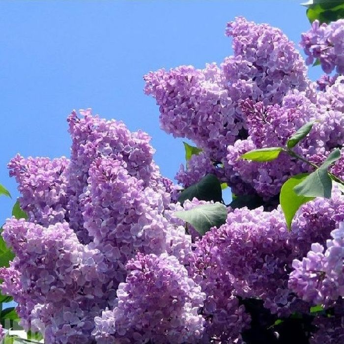 Сирень, плодовые деревья, рассада, букеты.