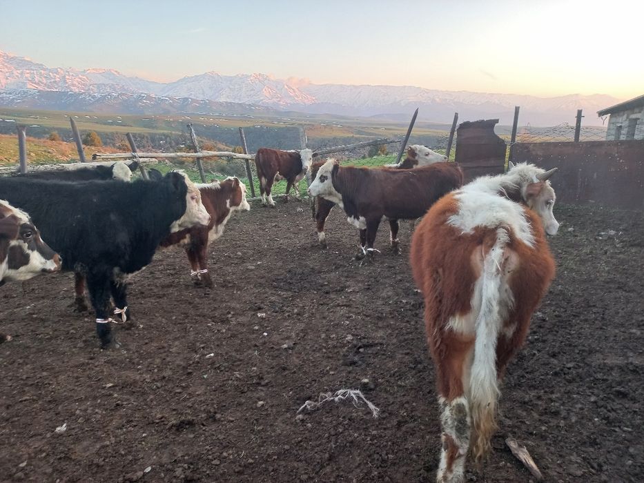 Бычоктар сатыларды