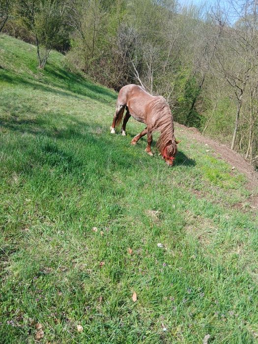 Vând harmăsar lucrat la pădure
