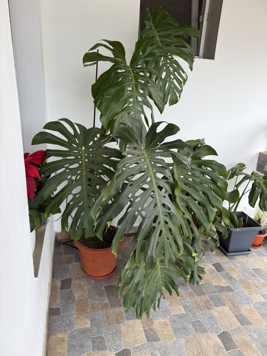Planta de birou philodendron