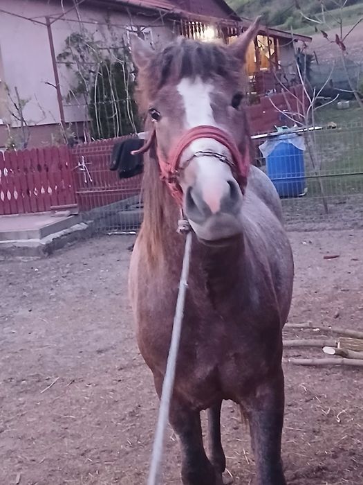 De vanzare Manz de 1 an si 8 luni