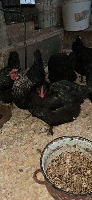 Gaini marans Onești Bacău