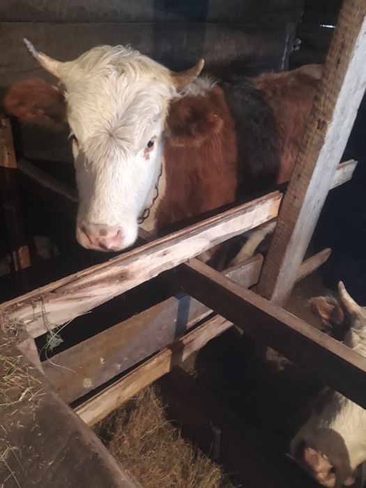 Продам двух стельных тёлочек