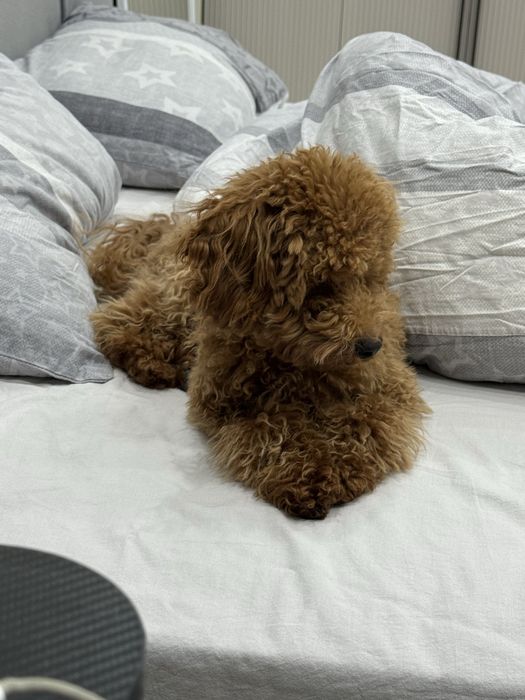 Щенок той-пуделя, мальчик