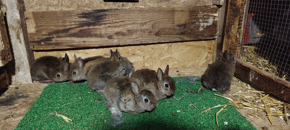 Vand iepuri Rex  Castor pitic/ albastru vienez