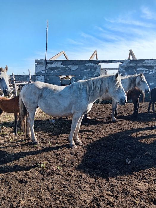 Продам Кобылу. Звонить в любое времяя