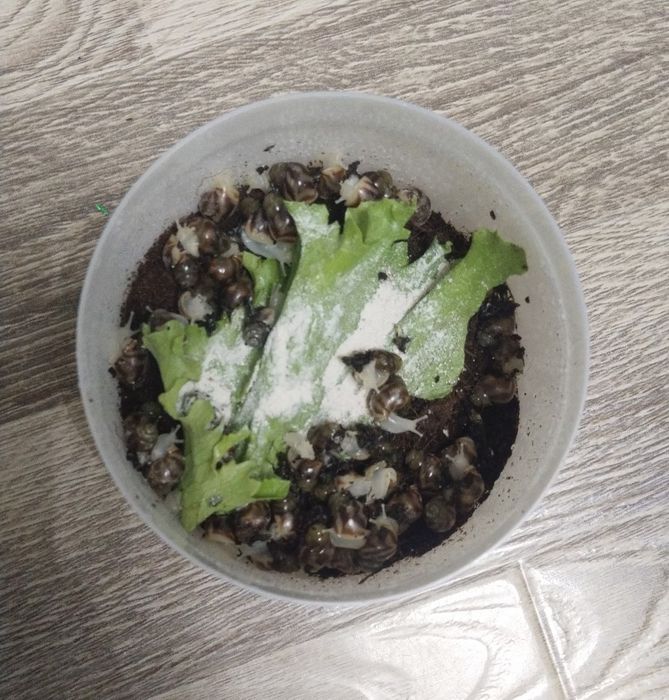 Ретикулята малыши, retikulyata albino bolasi. Retik