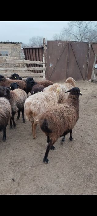 Буаз койлар сатылады