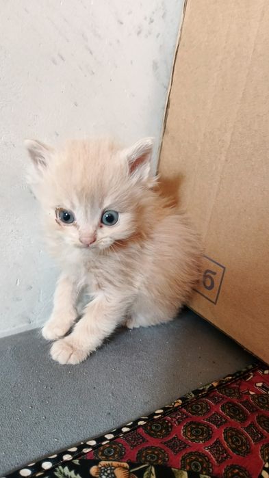 Отдам котят в добрые руки.