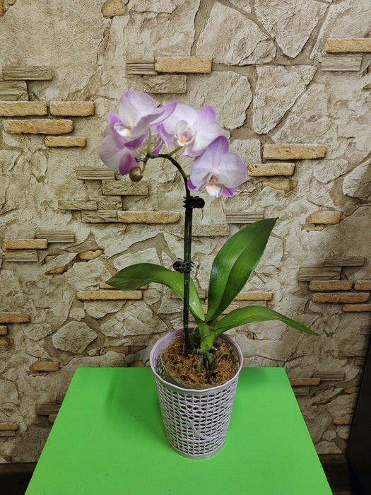 Орхидеи по выгодной цене