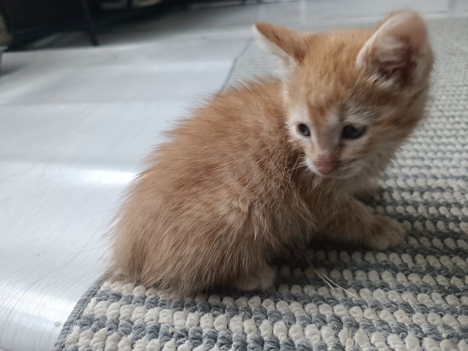 Отдам котенка мальчика добрые руки