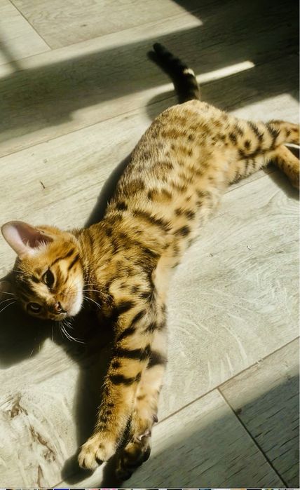 Котенок бенгальской породы