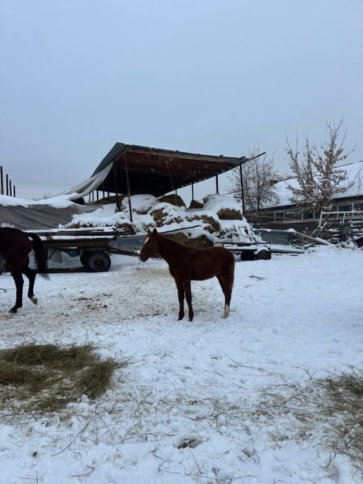 Жабагы тай жылкы тай