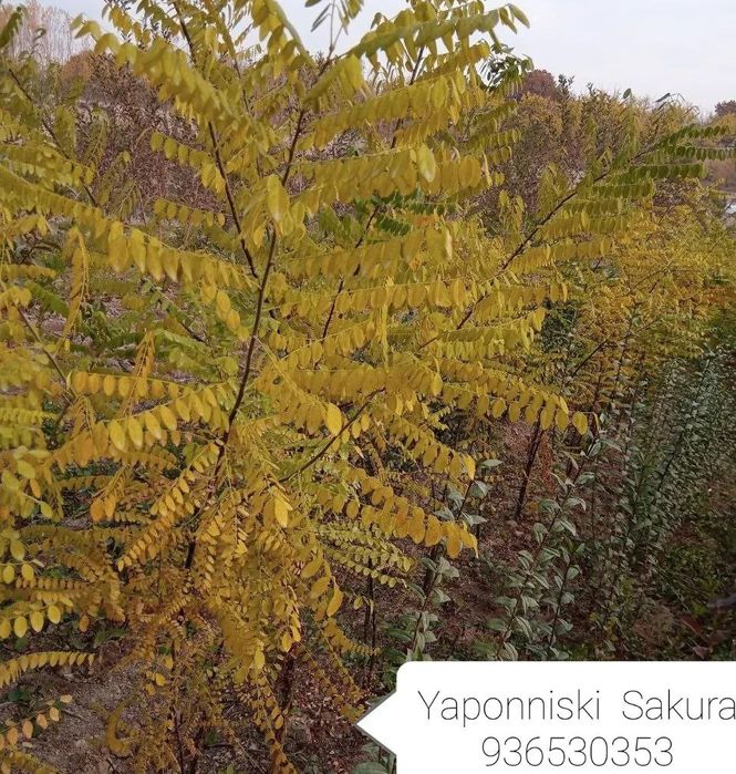 Manzarali daraxtlar gullar