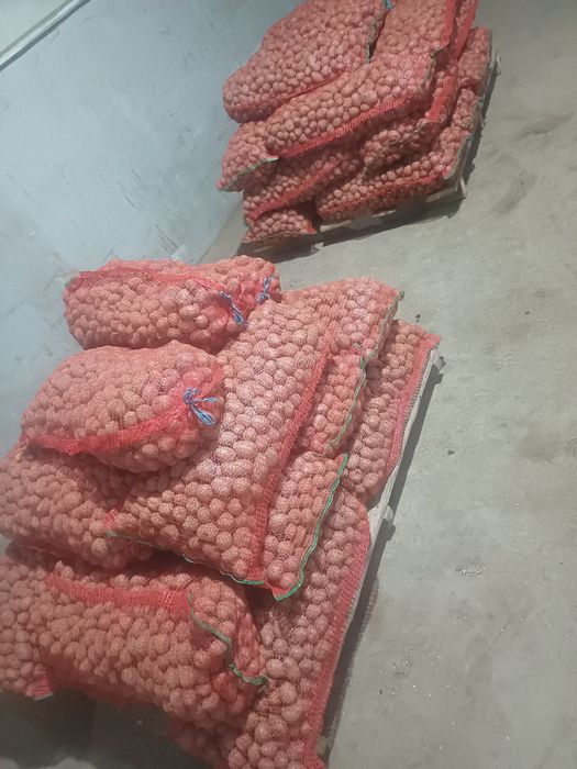 Cartofi sământa Alb si Rosu