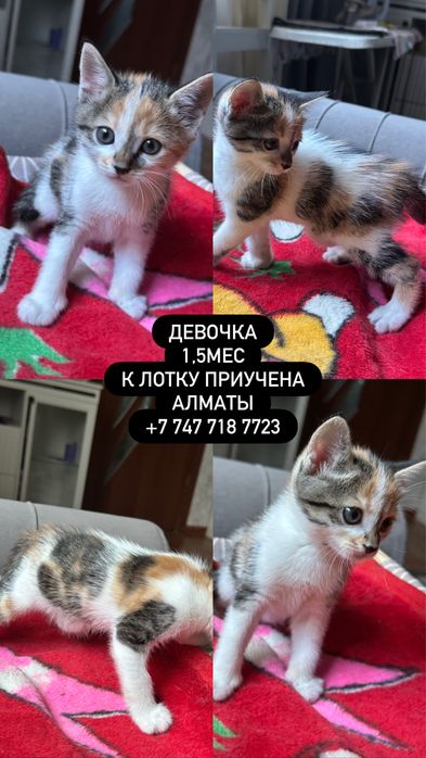 Котенок (д) в добрые руки
