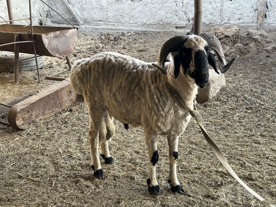 Qo’chqor sotiladi urushadigan — Жондор
