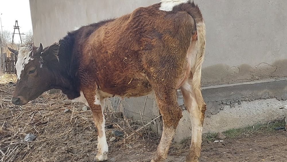 Продам молочную нетель