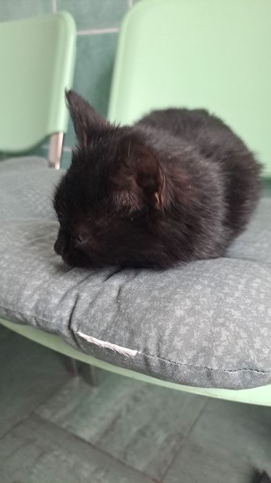 Motanel spre adoptie