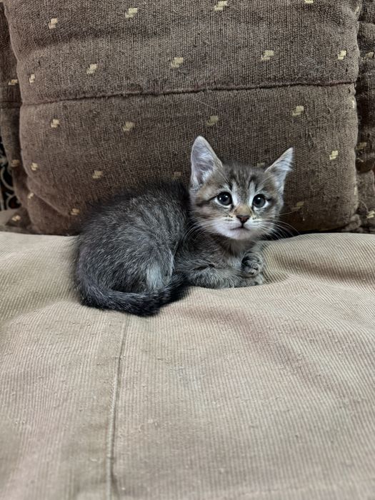 Котята 2 месяца британские